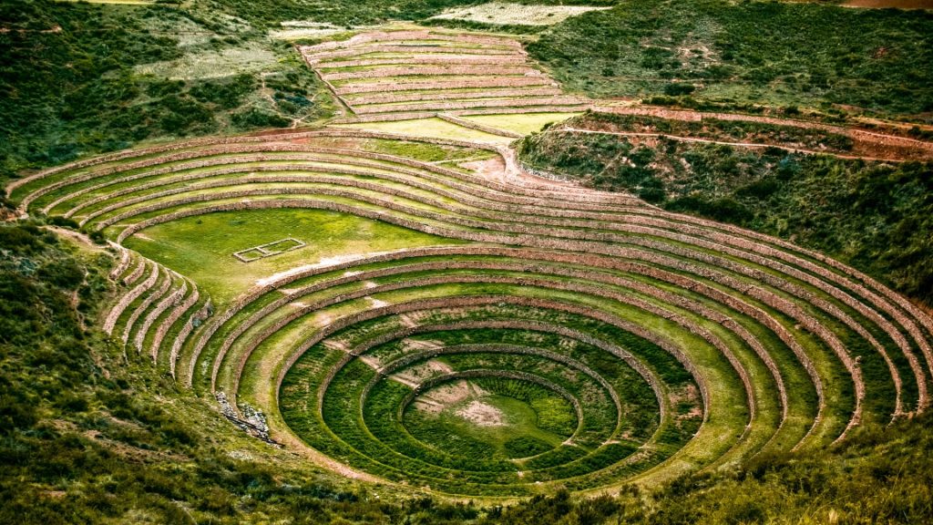 moray